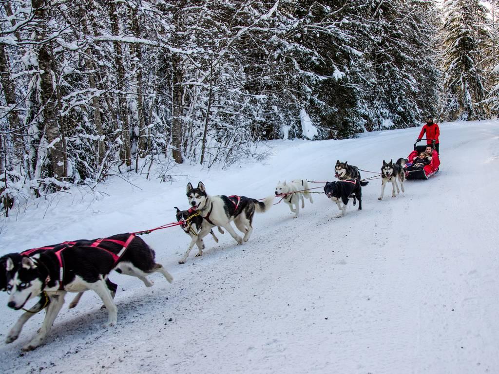 1. Dog Sledding 30 minutes (Adult) - BAUGES MARGERIAZ