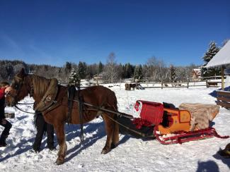 3. Horses Sleigh 30 minutes - LA FECLAZ