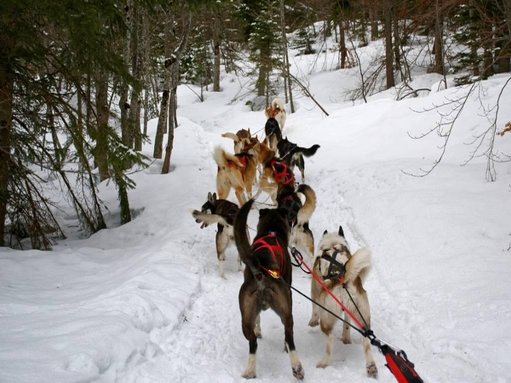 2. Balade en Traîneau 1 heure (Enfant de 3 à 5 ans) - BAUGES MARGERIAZ