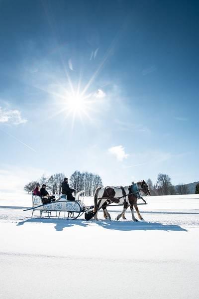 Horses Sleigh 30 minutes - LA FECLAZ