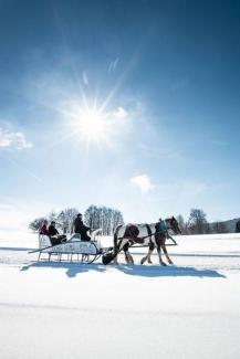 Horses Sleigh 30 minutes - LA FECLAZ
