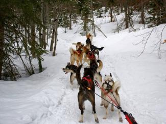 2. Balade en Traîneau 1 heure (Enfant -5 ans) - BAUGES MARGERIAZ