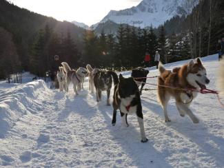 1. Balade en Traîneau 30 minutes (Enfant -5 ans) - BAUGES MARGERIAZ