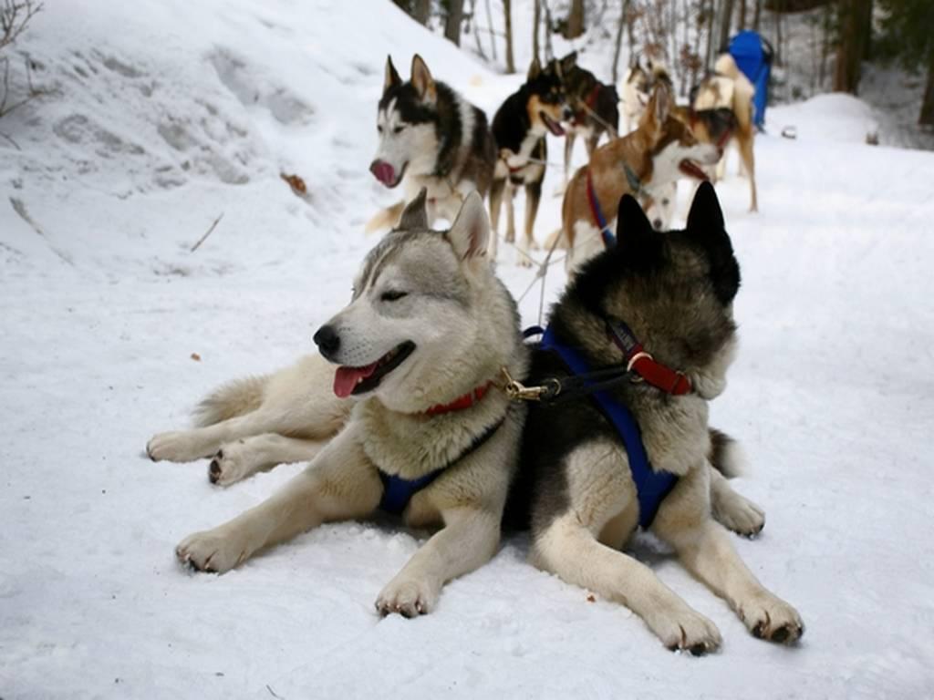 2. Balade en Traineau 1 heure (Adulte) - BAUGES MARGERIAZ