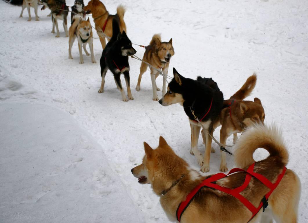 3. Balade en Traineau 25 minutes (Enfant -9 ans) - LA CLUSAZ GIETTAZ
