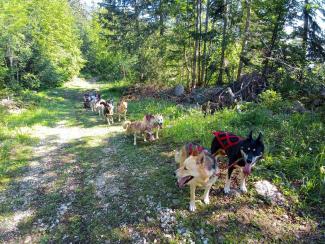 Cani-Kart 1 heure - BAUGES MARGERIAZ