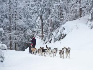5. Balade en Traîneau 1 heure - SAINT FRANCOIS DE SALES