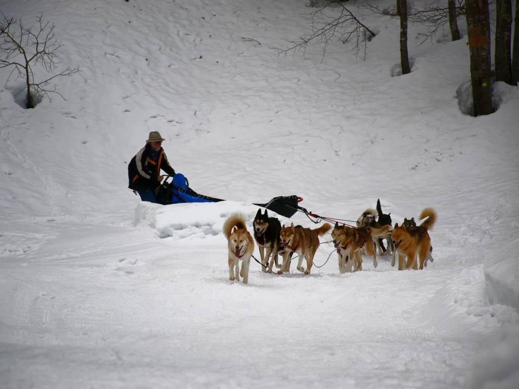 LA CLUSAZ GIETTAZ - Dogsledge Driving - 45 minutes
