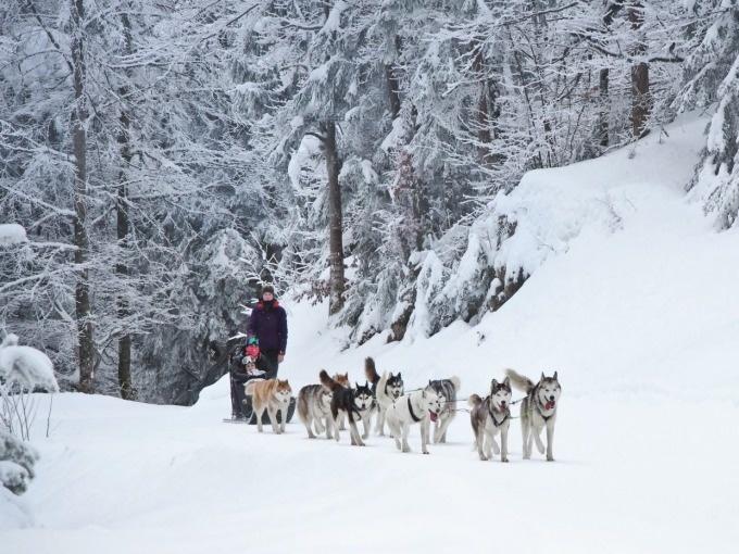 Dog Sledding 1 hour - SAINT FRANCOIS DE SALES